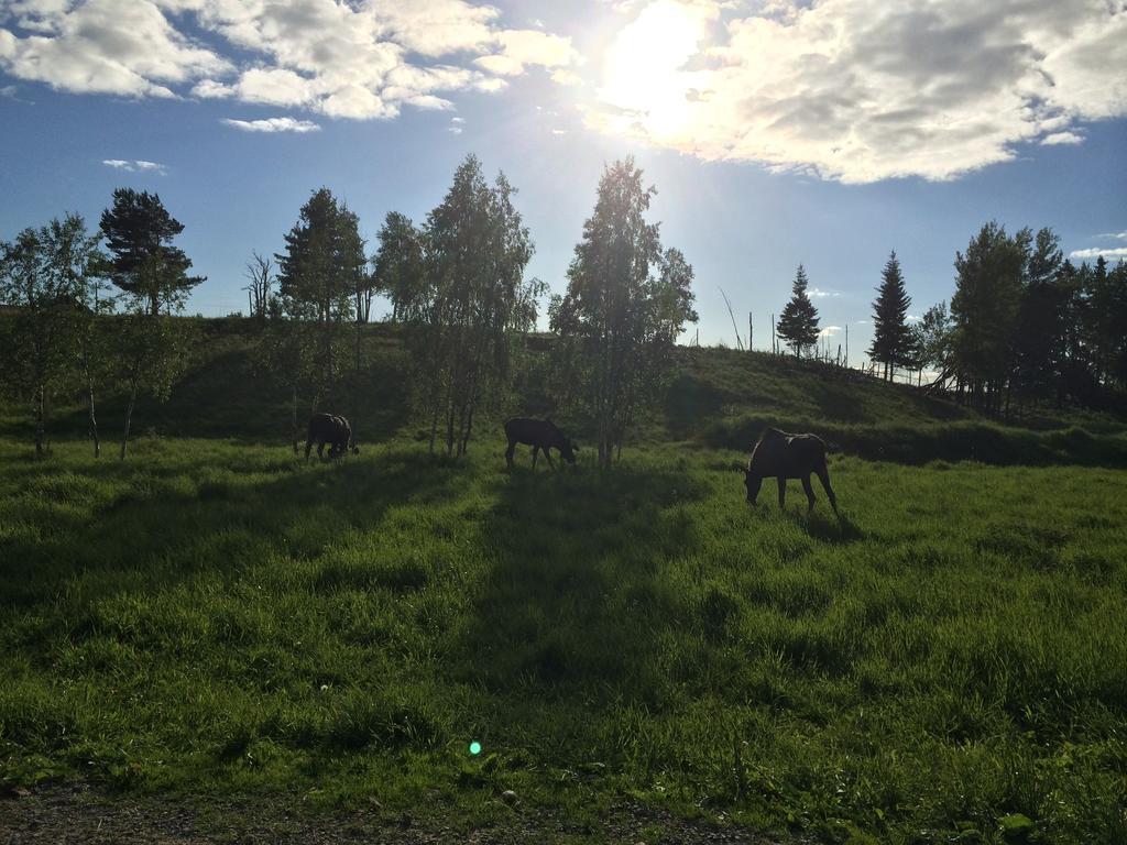 Villa Moose Garden Orrviken Habitación foto