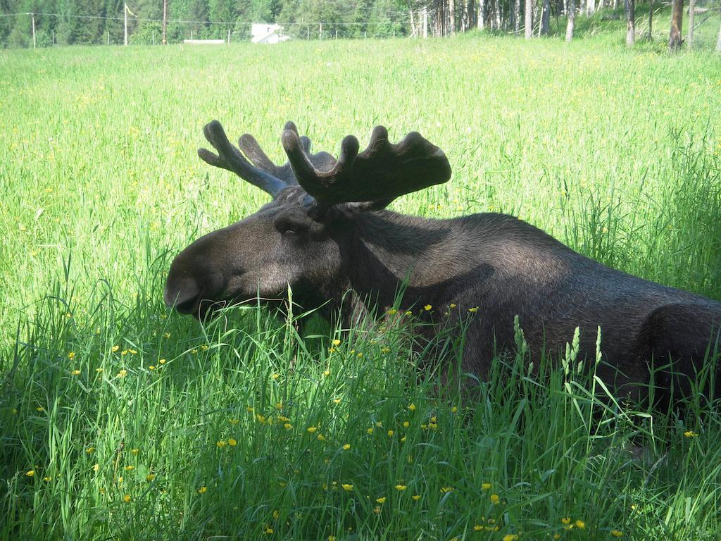 Villa Moose Garden Orrviken Exterior foto